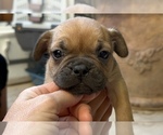 Small Photo #24 American Bullnese-French Bulldog Mix Puppy For Sale in DISCOVERY BAY, CA, USA