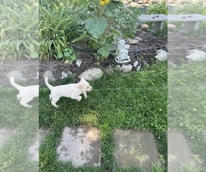 Labrador Retriever Puppy for sale in SPOKANE, WA, USA