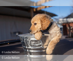 Puppy Pistachio Goldendoodle (Miniature)