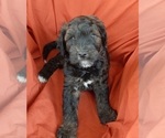 Small Photo #2 Bernedoodle (Miniature) Puppy For Sale in GOSHEN, IN, USA