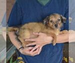 Small #1 Australian Shepherd Mix