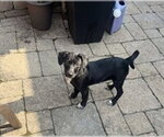 Small #1 Chihuahua Mix