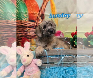 Lhasa Apso-Unknown Mix Dogs for adoption in Modesto, CA, USA