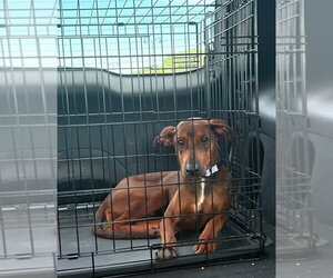 Monica - Female Doberman Pinscher-Unknown Mix Dog for Adoption - Photo #3