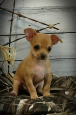 Chihuahua Puppy for sale in LICKING, MO, USA