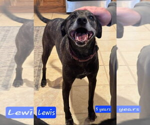 Labrador Retriever-Mountain Cur Mix Dogs for adoption in Alexander, AR, USA