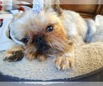 Small #4 Brussels Griffon