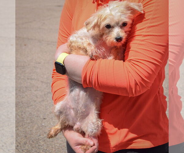 Medium Photo #3 Maltese Puppy For Sale in Huntley, IL, USA