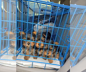 Yorkshire Terrier Litter for sale in SAN DIEGO, CA, USA