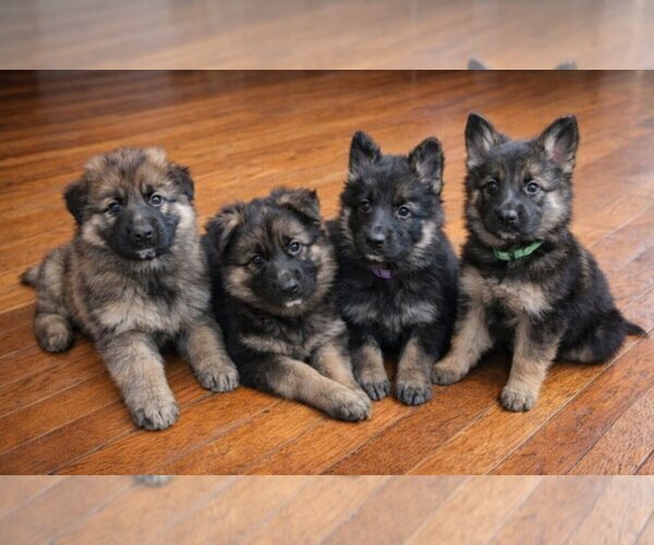 Medium Photo #1 German Shepherd Dog Puppy For Sale in MARYSVILLE, PA, USA
