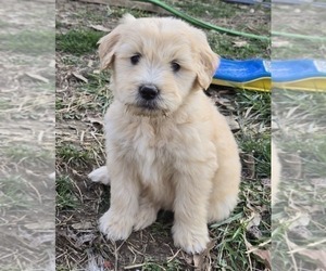 Shorkie Tzu Puppy for sale in TROY, MO, USA