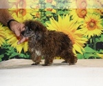 Spirit - Male Poodle (Toy) Puppy for Sale - Photo #12