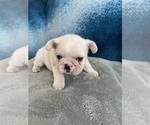 Small Photo #17 French Bulldog Puppy For Sale in POMPANO BEACH, FL, USA