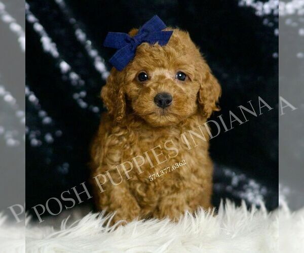 Medium Photo #1 Goldendoodle (Miniature) Puppy For Sale in WARSAW, IN, USA