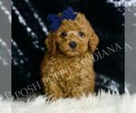 Puppy Squash F1BB Goldendoodle (Miniature)