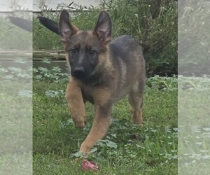 German Shepherd Dog Puppy for sale in RIGA, MI, USA