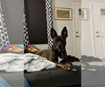 Small #14 American Pit Bull Terrier Mix