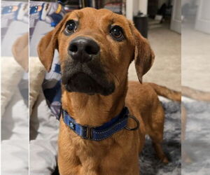 Mutt Dogs for adoption in Boston, MA, USA