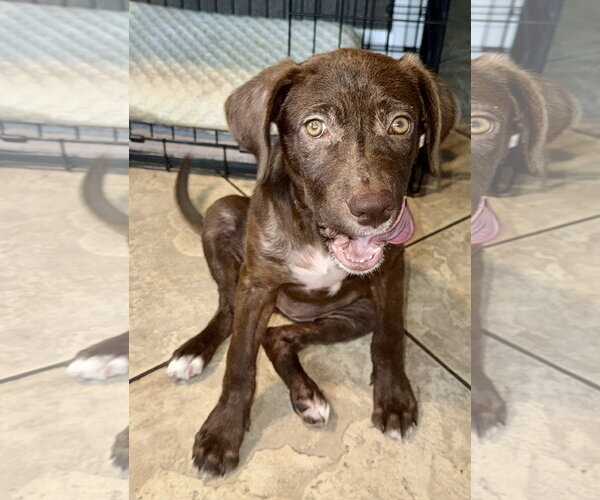 Medium Photo #2 Labrador Retriever-Unknown Mix Puppy For Sale in Royal Palm Beach, FL, USA