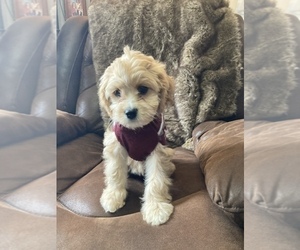 Cavapoo Puppy for sale in DRESSER, WI, USA