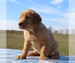 Small Photo #5 Labrador Retriever Puppy For Sale in HAGERSTOWN, MD, USA