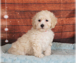 Poochon Puppy for sale in PENNS CREEK, PA, USA