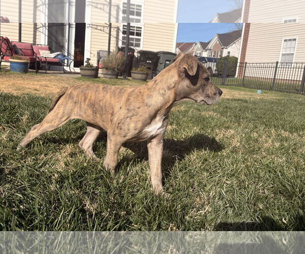 Medium Photo #11 Great Dane-Unknown Mix Puppy For Sale in Huntersville, NC, USA
