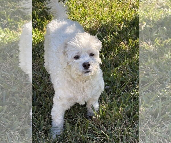 Medium Photo #3 Maltese-Unknown Mix Puppy For Sale in Missouri City, TX, USA