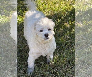 Lulana - Female Maltese-Unknown Mix Dog for Adoption - Photo #3