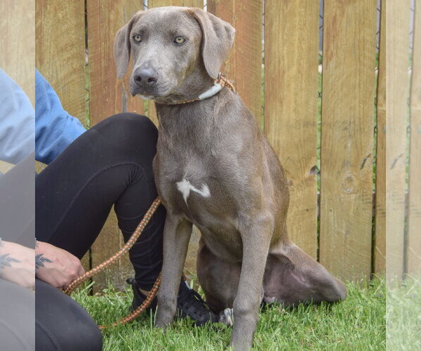 Medium Photo #2 Unknown-Weimaraner Mix Puppy For Sale in Huntley, IL, USA