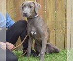 Small #1 Weimaraner Mix
