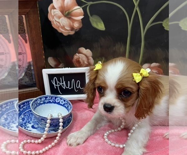 Medium Photo #3 Cavalier King Charles Spaniel Puppy For Sale in ABILENE, TX, USA