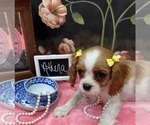 Small #2 Cavalier King Charles Spaniel