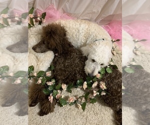 Father of the Goldendoodle-Poodle (Standard) Mix puppies born on 10/30/2019