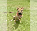Small #1 American Staffordshire Terrier-Labrador Retriever Mix