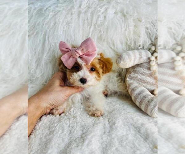 Medium Photo #18 Poodle (Toy) Puppy For Sale in THONOTOSASSA, FL, USA