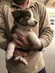 Small Photo #8 Australian Shepherd Puppy For Sale in ANDOVER, NJ, USA