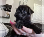 Small #6 Pug