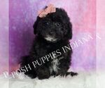Small #6 Goldendoodle (Miniature)