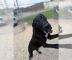 Small #4 Great Dane Mix