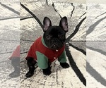 Small #1 French Bulldog