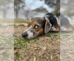 Small #15 Mountain Cur Mix