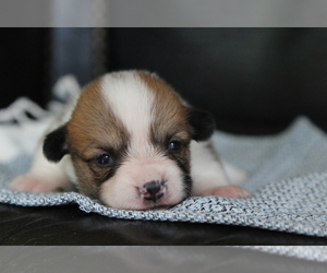 Pembroke Welsh Corgi Puppy for sale in FAIR GROVE, MO, USA