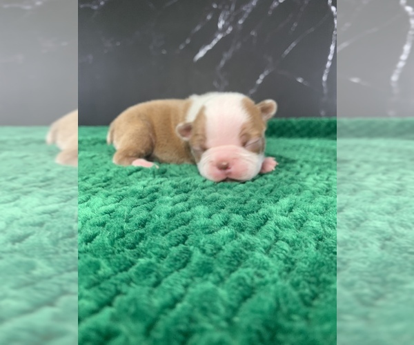 Medium Photo #48 Boston Terrier Puppy For Sale in TULARE, CA, USA