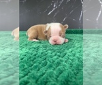 Small Photo #48 Boston Terrier Puppy For Sale in TULARE, CA, USA