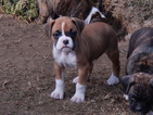 Small Photo #1 Boxer Puppy For Sale in BEECH ISLAND, SC, USA