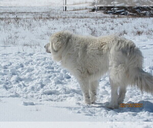 Father of the Great Pyrenees puppies born on 12/16/2020