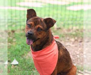 Pug-Unknown Mix Dogs for adoption in San Antonio, TX, USA