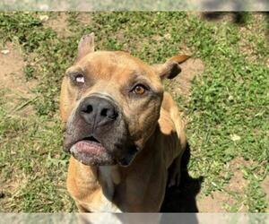 American Bulldog-Unknown Mix Dogs for adoption in Tulsa, OK, USA