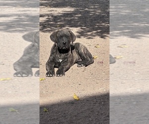 Mastiff Puppy for sale in DEMING, NM, USA